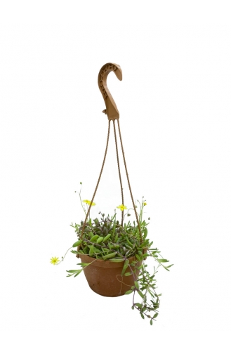 Othonna Capensis – Yakut Kolyesi 12 Cm Askılı Saksıda 07-01 Yeşil