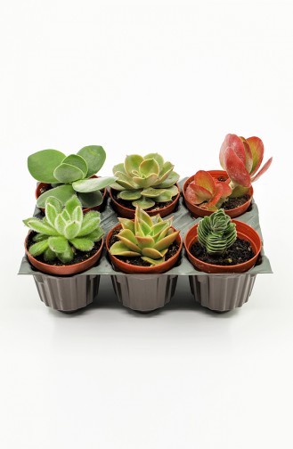 Grün Wohnaccessoires 1016-01